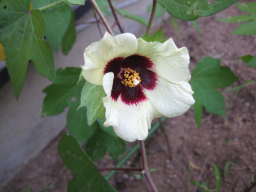KB農園で開花した綿の花の接写写真