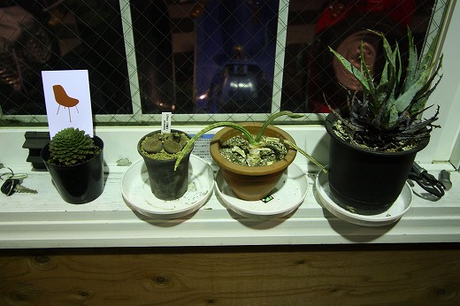 店内の窓際に並べられた多肉植物たち
