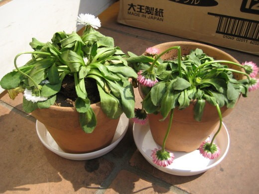 水切れで元気をなくした朝の鉢植えデージー。