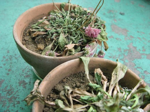 枯れてしまった鉢植えの花たち