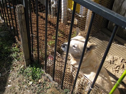 農作業を見つめる隣家の犬の姿