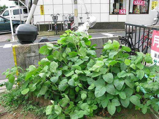 🌱 枝豆が密集して育ちすぎたKB農園の一角