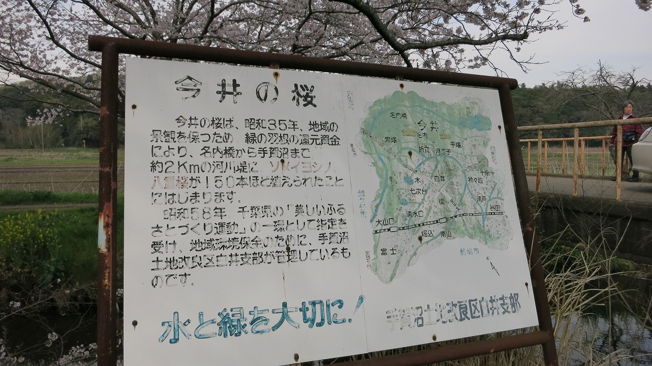 今井の桜を紹介する看板。背景には桜と田園風景が広がる。