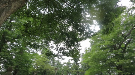 神社の境内で見上げた緑に囲まれた木々の天井
