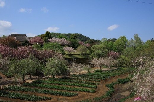 常陸風土記の丘、牡丹桜満開の景色と棚田