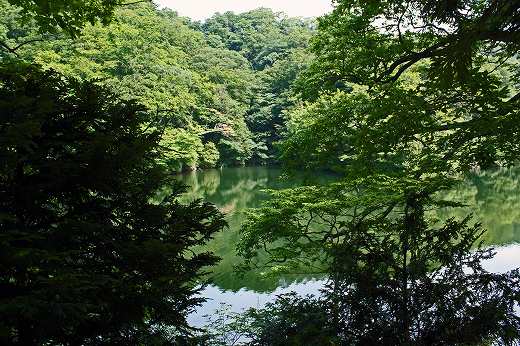 木々の隙間から見える静かな湖の水面