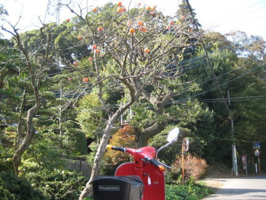 柿の実が残る木の下に停められた赤いベスパ