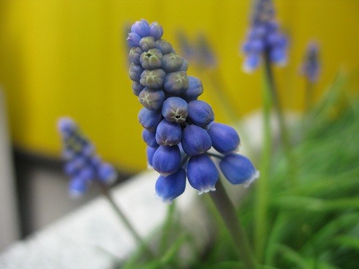 K.B.脇に咲いた青紫の小さな春の花