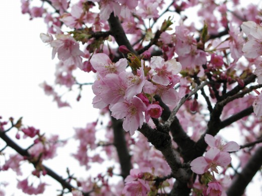 試運転中に見かけた満開の桜の花