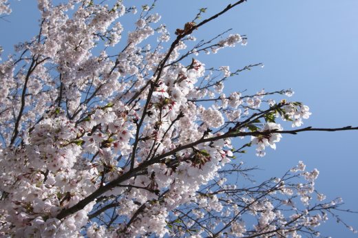 遥か遠くまで続く満開の桜並木と青空