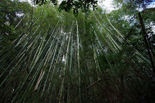高く伸びる竹林を下から見上げた風景