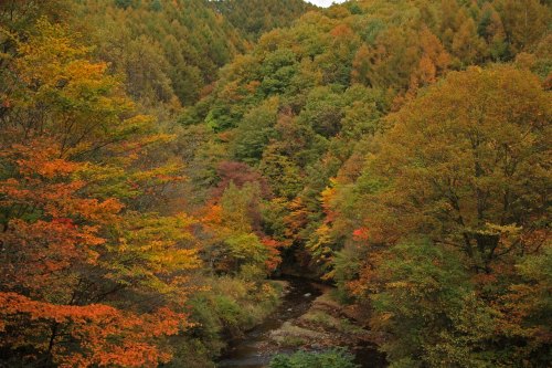 渓流沿いに広がる紅葉した山の風景