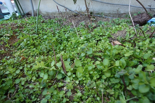 冬の寒さにも負けず青々と茂る雑草たち