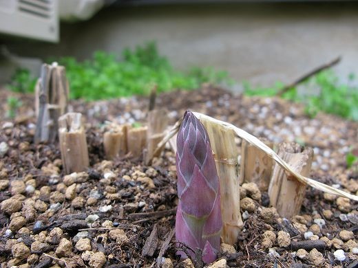 今年初めて土から顔を出したアスパラの芽