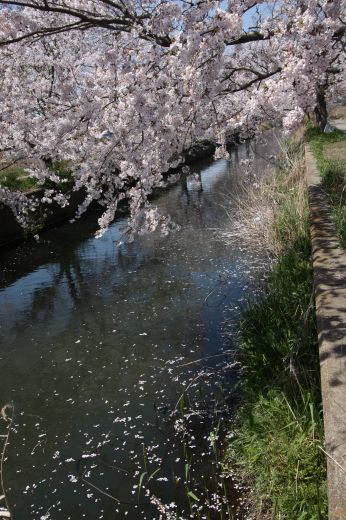 桜の花びらが舞い落ちて水面を染める用水路の風景