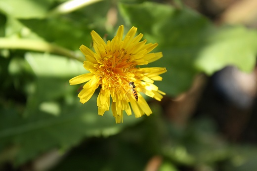 小さな虫がとまるタンポポの花