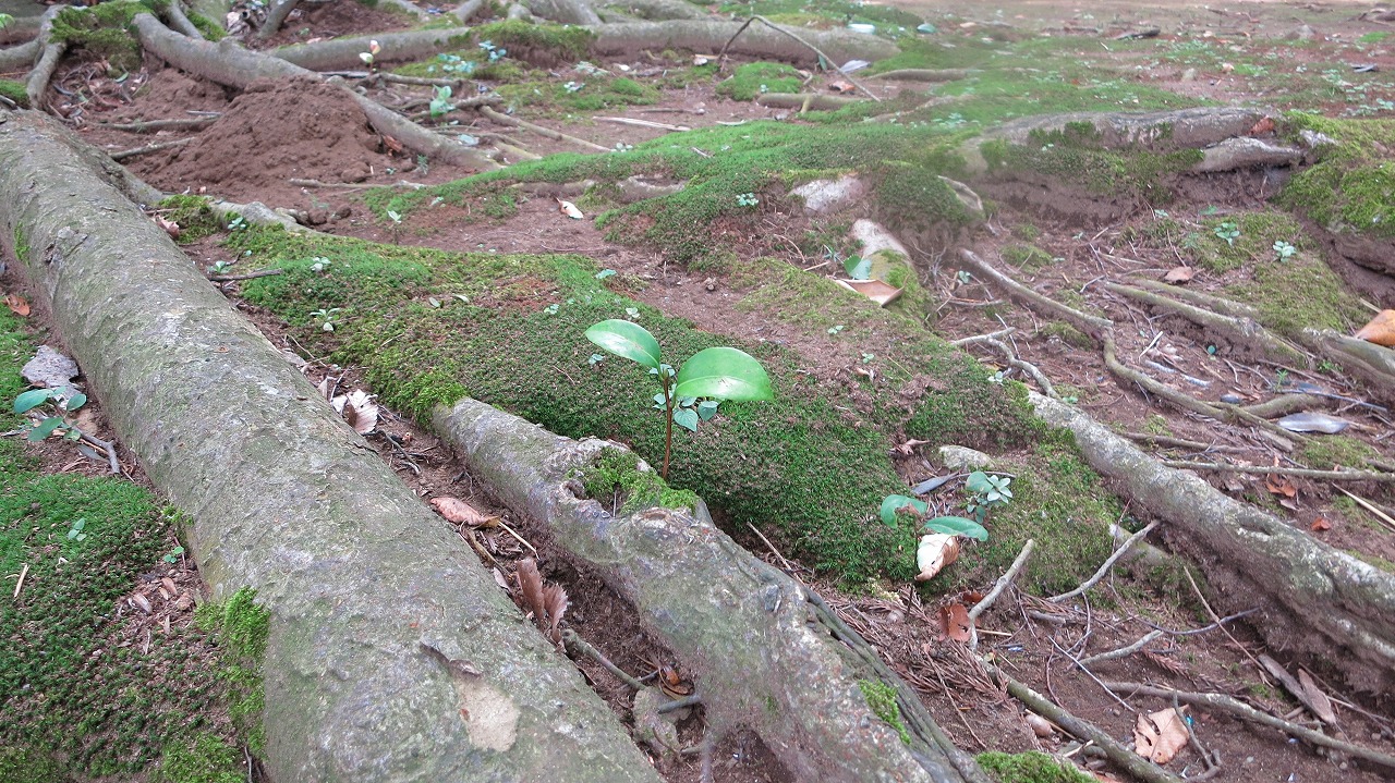 立派な拝殿と狛犬が並ぶ一言主神社の本殿前