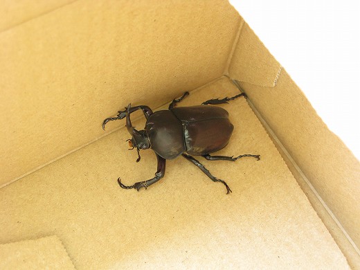 段ボール箱に入れられた大きなカブトムシ🪳