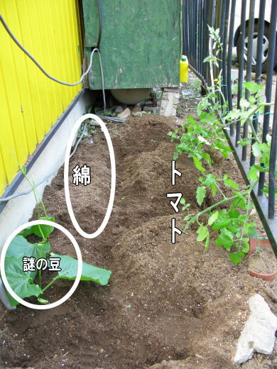 トマト、謎の豆、綿の苗を植えた後のKB農園。