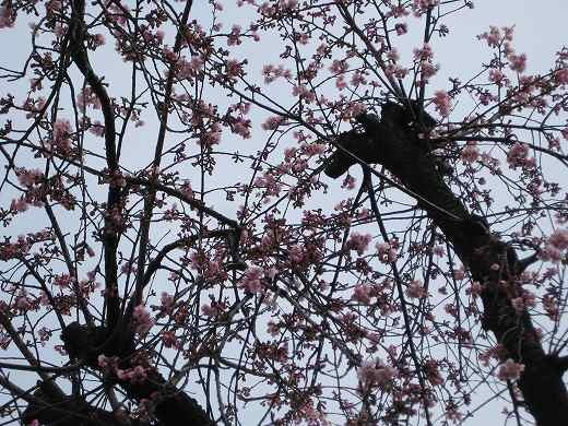 KB近所の桜が早くも咲き始めた様子を見上げる視点で撮影