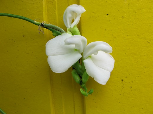 🌼 黄色い壁を背景に咲いた謎の白い豆の花