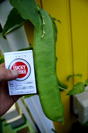 ラッキーストライクのタバコ箱と並んだ巨大な鉈豆のさや。