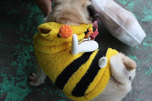 飼い主に前足をかけた、背中から見た蜂コスチュームのパグ。