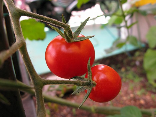 🍅 赤く色づいたトマトが実るK.B.農園の一角