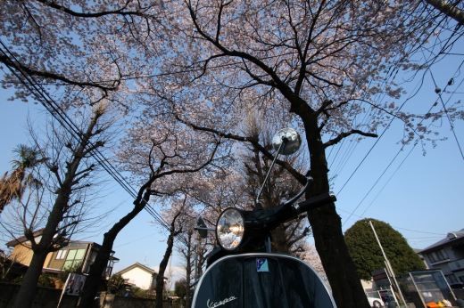 公園沿いの桜並木とVespa