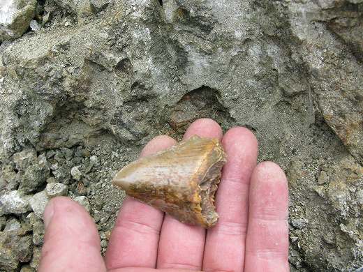 👏 手のひらに乗せられた、発掘された大型の鮫の歯の化石