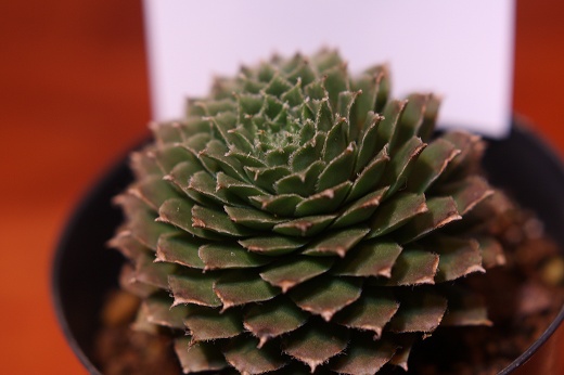 多肉植物の葉が渦巻くように重なったアップ