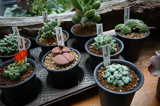 多肉植物の鉢植えがずらりと並んだ販売コーナー。