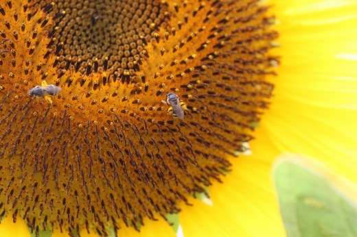 ヒマワリに集まる蜜蜂たちの様子