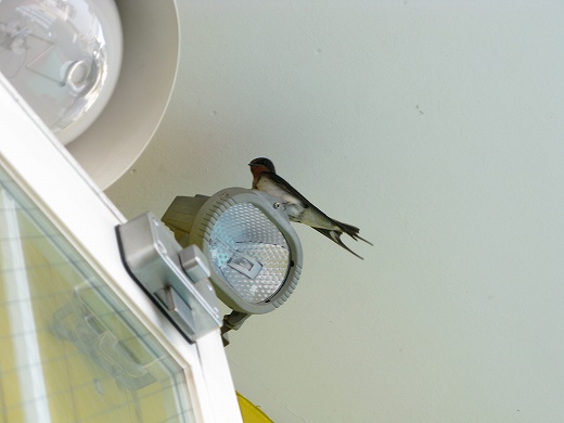 電線の上で並ぶ2羽のツバメ
