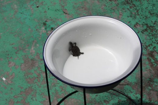 病気治療のため洗面器で乾燥中の亀「ビール」