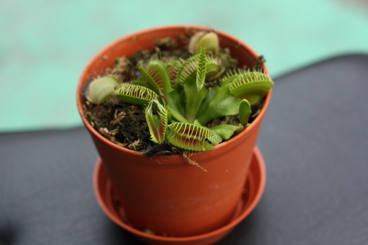 鉢植えのハエトリソウ全体の様子