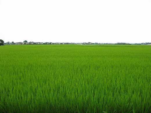 夏の陽射しに映える広大な田んぼの風景