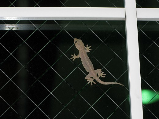 窓ガラスに張り付いたヤモリ