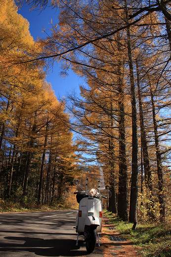 紅葉した並木道に停められたベスパの後ろ姿