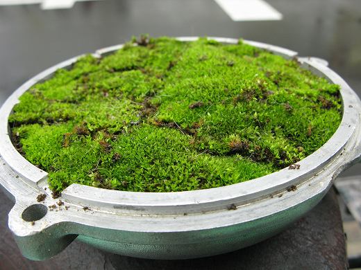 🪴 苔を平らに植え込んだクラッチカバーの初期レイアウト