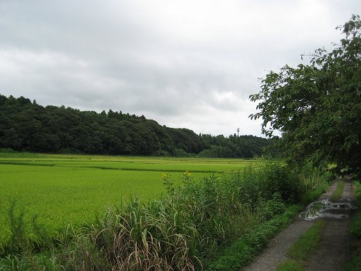 森と川の間を流れる小道と田園地帯の景色