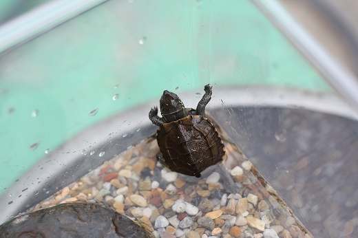 水槽の中を泳ぐ銭亀とカラフルな砂利