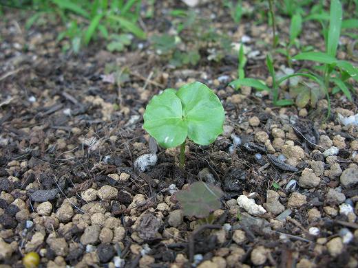 🌱 KB農園で発芽した綿の芽を土の上から撮影した屋外ショット