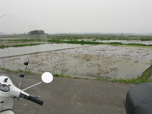 霞ヶ浦湖畔に広がる蓮根畑と水田地帯の風景
