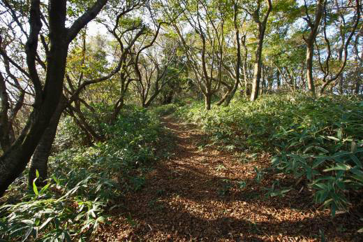 木漏れ日の中を進む加波山の登山道。静寂で幻想的な雰囲気。