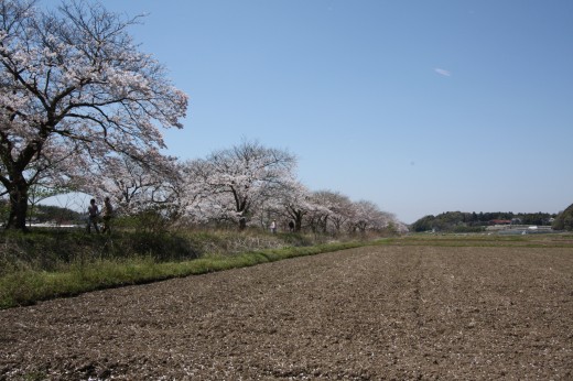 田んぼ越しに眺める桜並木と春空の広がる風景