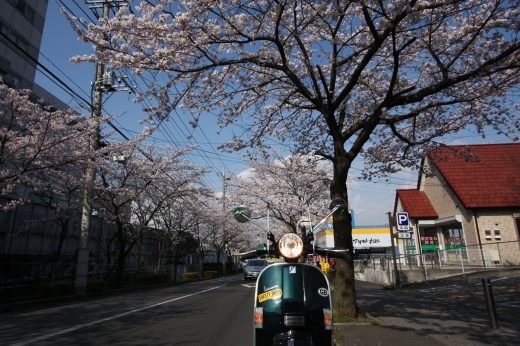 街中の桜並木とVespa PX