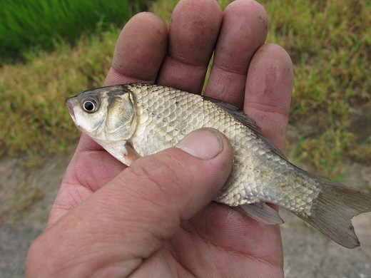 手のひらで持たれた小さなフナの釣果