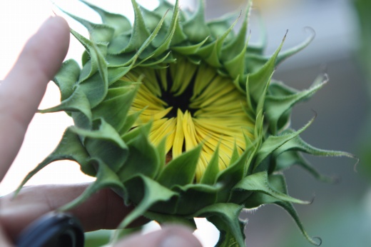 開花し始めた小ぶりなヒマワリのつぼみ