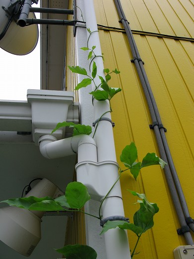 🌿 配管を伝って屋根まで伸びる豆のツルと黄色の壁